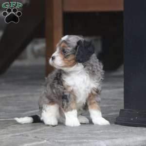 Zade, Cavapoo Puppy